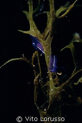 Nudibranchs - Hypselodoris tricolor by Vito Lorusso 